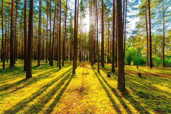 Zomer Een Gemengd Bos Zon Schijnt Door Het Gebladerte — Stockfoto