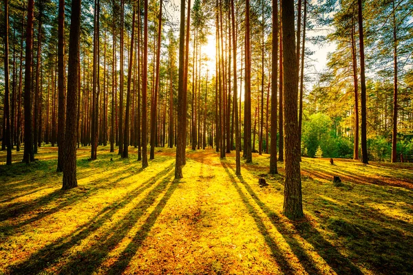 Estate Una Foresta Mista Sole Splende Attraverso Fogliame — Foto Stock