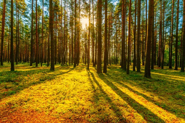 Verão Uma Floresta Mista Sol Brilha Através Folhagem — Fotografia de Stock