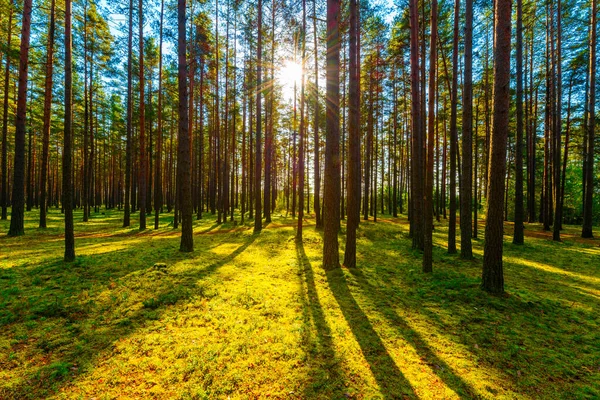 Zomer Een Gemengd Bos Zon Schijnt Door Het Gebladerte — Stockfoto