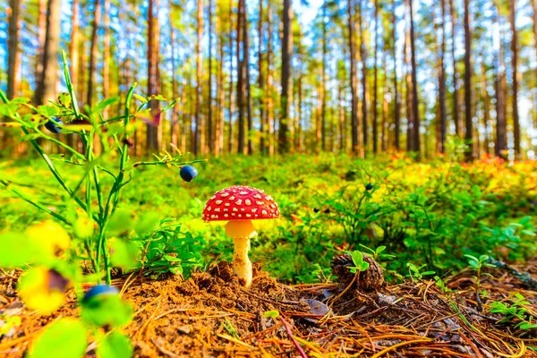 Amanita Muscaria Pine Cone Edge Forest — Stock Photo, Image