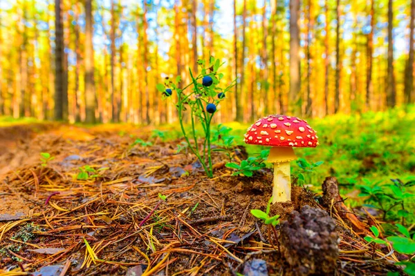 Amanita Muscaria Szyszka Sosnowa Skraju Lasu — Zdjęcie stockowe