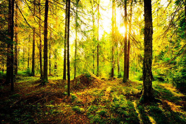Лето в смешанном лесу, солнце светит сквозь листву.