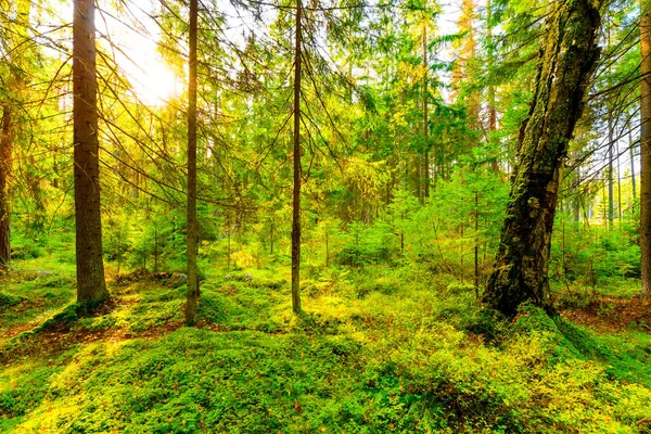 在一片混杂着的森林里 阳光透过树叶照耀着 — 图库照片