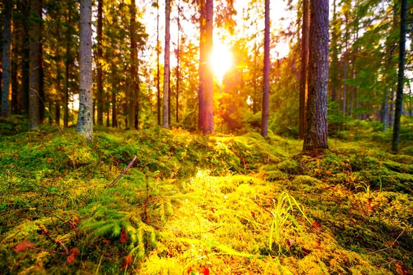 Pôr Sol Floresta Abetos Foco Primeiro Plano — Fotografia de Stock