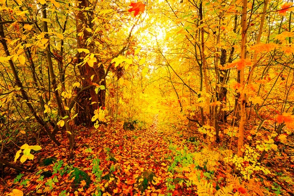 Hösten Lövskogen Stig Upplyst Solen — Stockfoto