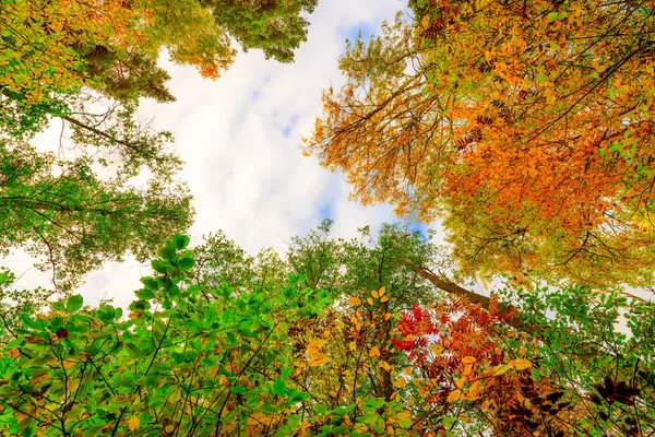 Autunno Nella Foresta Decidua Sentiero Illuminato Dal Sole — Foto Stock