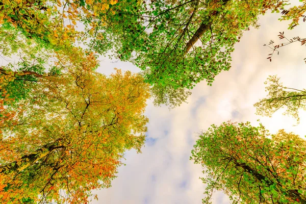 Осень Лиственных Лесах Освещенная Солнцем Тропа — стоковое фото