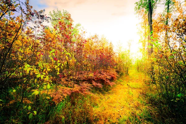 Jesień Lesie Liściastym Ścieżka Oświetlona Przez Słońca — Zdjęcie stockowe