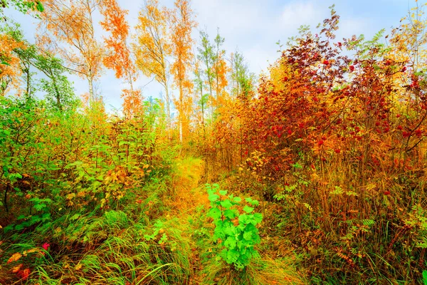 Hösten Lövskogen Stig Upplyst Solen — Stockfoto