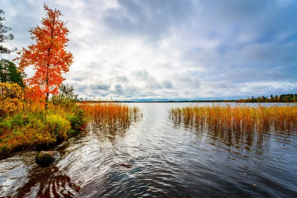 Solnedgång Den Molniga Himlen Över Skogssjön Utsikt Från Stranden — Stockfoto