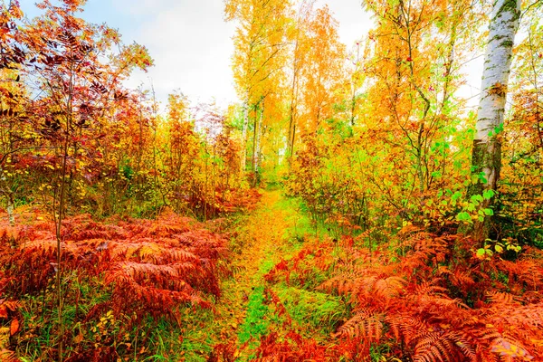 Autunno Una Fitta Foresta Decidua Sentiero Illuminato Dal Sole — Foto Stock