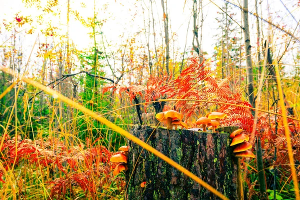 Les Champignons Poussent Sur Une Souche Pourrie Contre Soleil Couchant — Photo