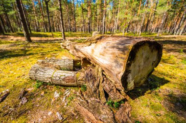 Yaşlı ağacı kesmek bir çam ormanıdır. Sandıklara odaklan.