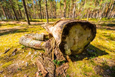 Yaşlı ağacı kesmek bir çam ormanıdır. Sandıklara odaklan.