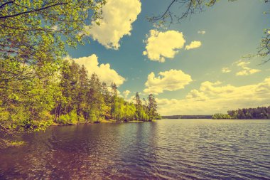 Güneşli bir yaz gününde küçük bir orman gölü.