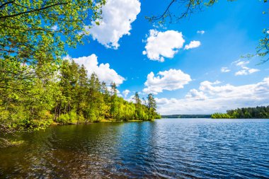 Güneşli bir yaz gününde küçük bir orman gölü.