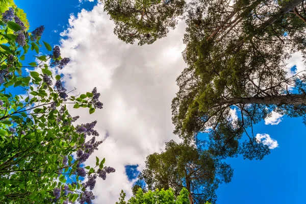 Variedad Coronas Los Árboles Bosque Primavera Contra Cielo Azul — Foto de Stock