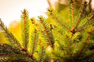Branches of young spruce. Close up view