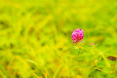 pink clover in grass. Close up view from ground level