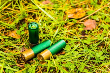 12 gauge bullets on the grass with fallen leaves. 