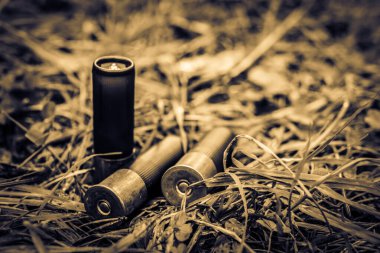 12 gauge bullets on the grass with fallen leaves. 
