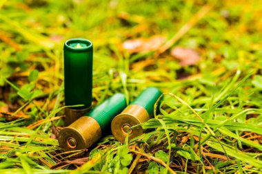 12 gauge bullets on the grass with fallen leaves.