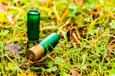 12 gauge bullets on the grass with fallen leaves.