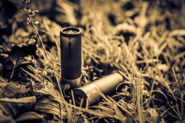 12 gauge bullets on the grass with fallen leaves.