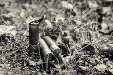 Three 12 gauge bullets on the grass with fallen leaves. 