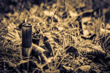 Two 12 gauge bullets on the grass with fallen leaves.