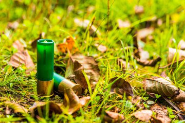 Two 12 gauge bullets on the grass with fallen leaves. 