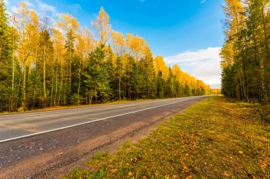 Sonbahar kırsal yolu bir ormanın içinden geçiyor. Görüntüyü kapat
