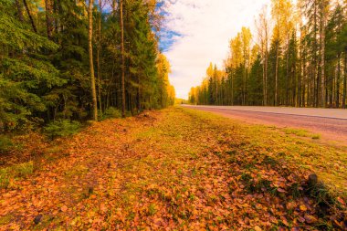 Sonbahar kırsal yolu bir ormanın içinden geçiyor. Görüntüyü kapat