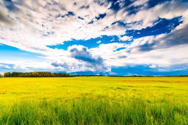 bulutlu gökyüzü altında yeşil alan