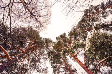 crowns trees covered with snow, bottom view