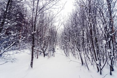 Devrilmiş ağaçlı kış ormanı 
