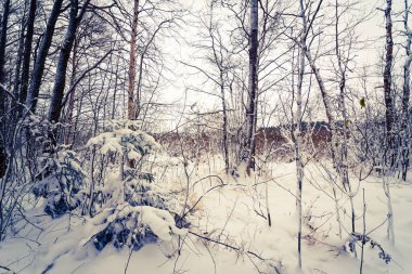 Devrilmiş ağaçlı kış ormanı 