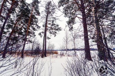 Kış ormanlarının arasında donmuş bir göl 