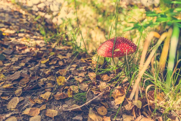 Amanita Muscaria Wächst Zwischen Gras Und Umgefallenen Blättern Wald — Stockfoto