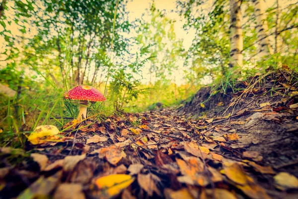 Amanita Muscaria Wächst Zwischen Gras Und Umgefallenen Blättern Wald — Stockfoto