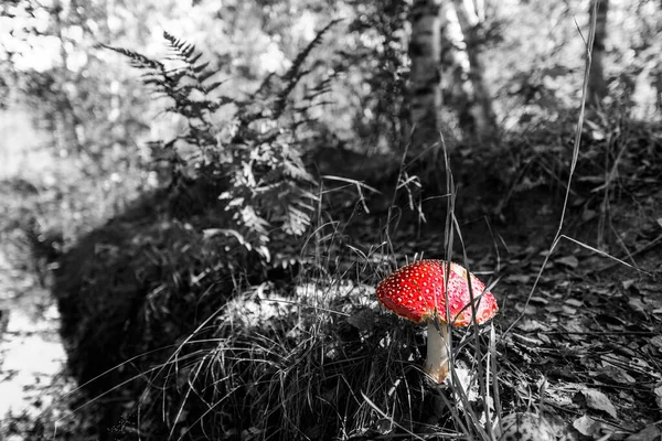 Amanita Muscaria Växer Bland Gräs Och Fallna Blad Skogen — Stockfoto