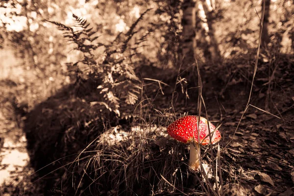 Amanita Muscaria Growing Grass Fallen Leaves Forest — Stok fotoğraf