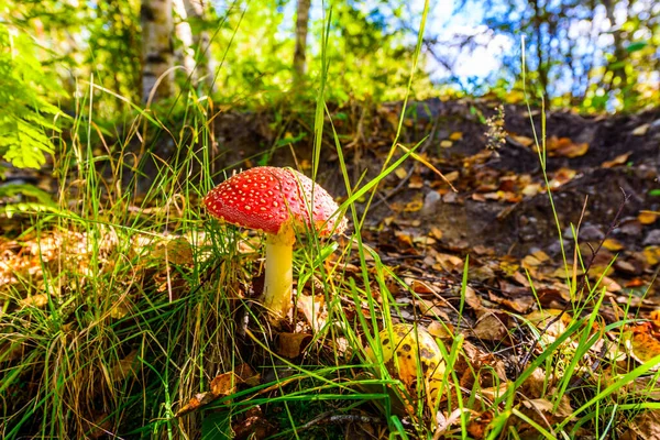 Amanita Muscaria Wächst Zwischen Gras Und Umgefallenen Blättern Wald — Stockfoto