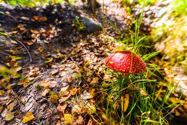 Amanita Muscaria Wächst Wald Aus Nächster Nähe — Stockfoto