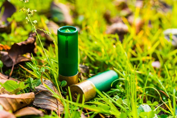 12 gauge bullets on the grass with fallen leaves.
