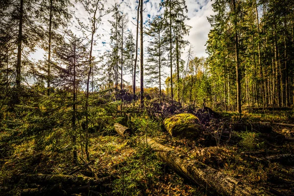 Antica Foresta Con Alberi Caduti Illuminati Dai Raggi — Foto Stock