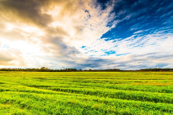 Schöne Landschaft Mit Einem Feld Aus Grünem Gras Und Blauem — Stockfoto