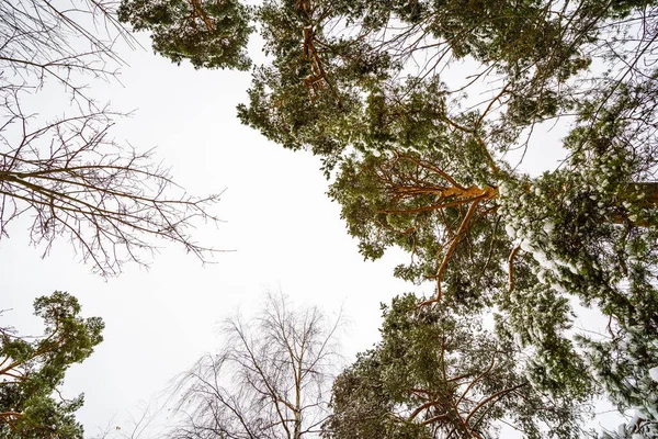 Korony Drzew Pokryte Śniegiem Widok Dno — Zdjęcie stockowe