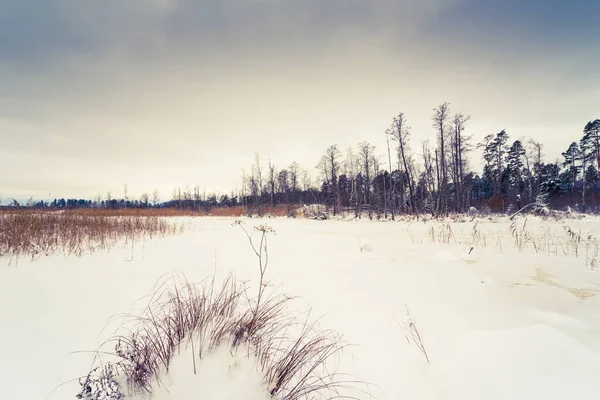 Bosque Invierno Con Árboles Caídos —  Fotos de Stock